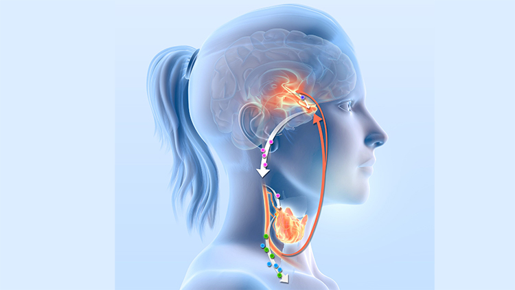 Thyrotropin Releasing Hormone Lab Test (TRH)