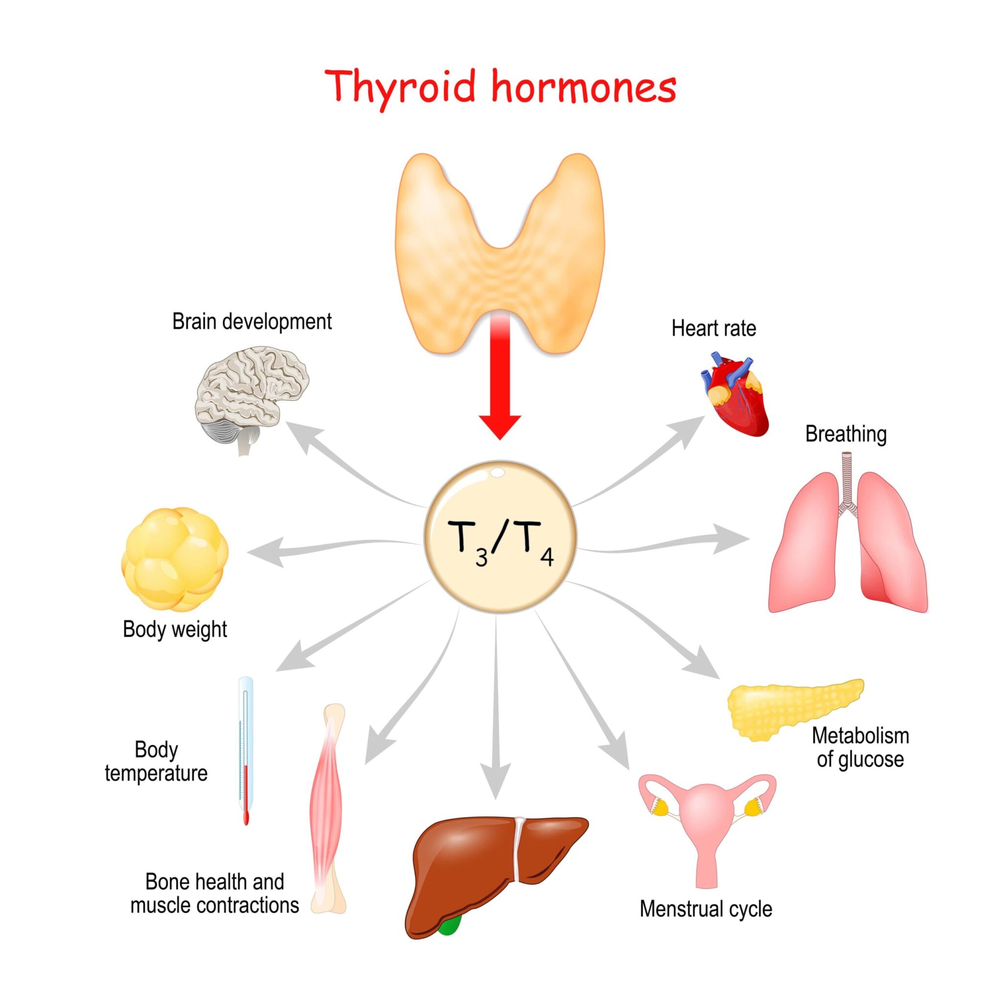 at-home-thyroid-gland-test