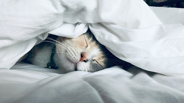 Unlock the Power of Sleep: How Restorative Sleep Optimizes Your Thyroid Health